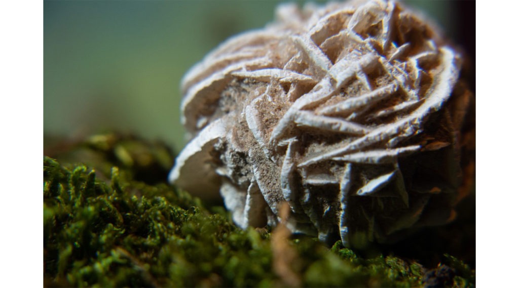 Cours de macrophotographie