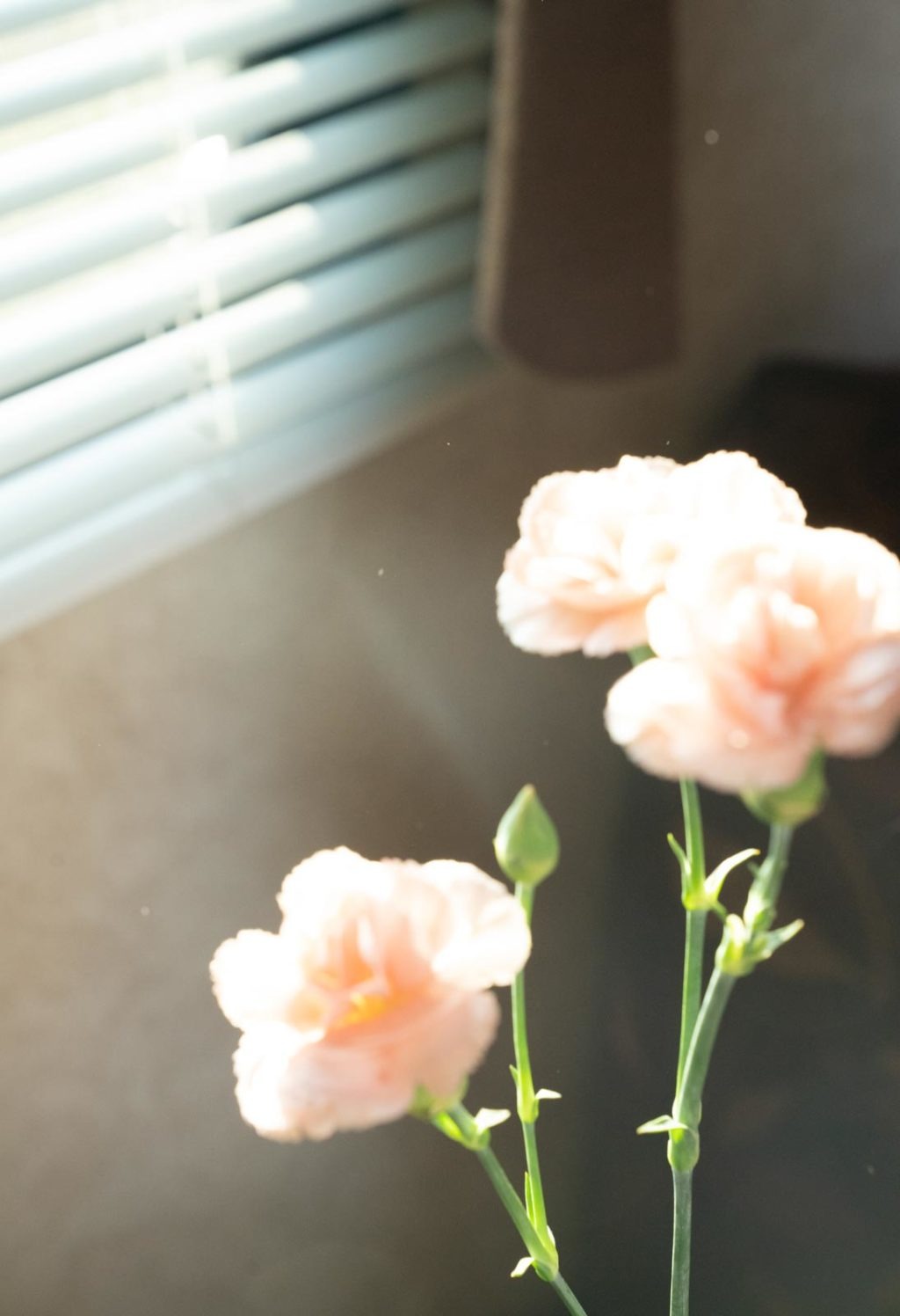 119_Kimchevalier_vignette06