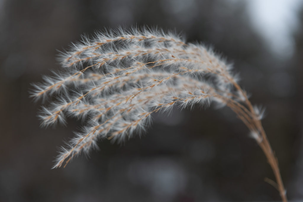 120_NiinaGustsina_vignette05