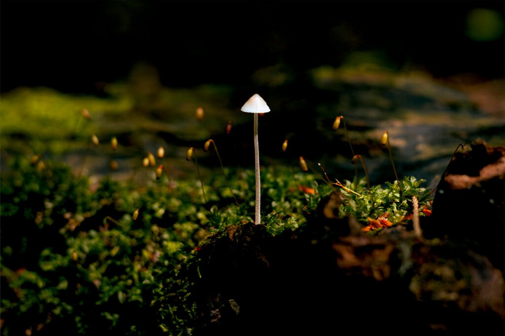 124_KatarinaVocisano_Vignette04